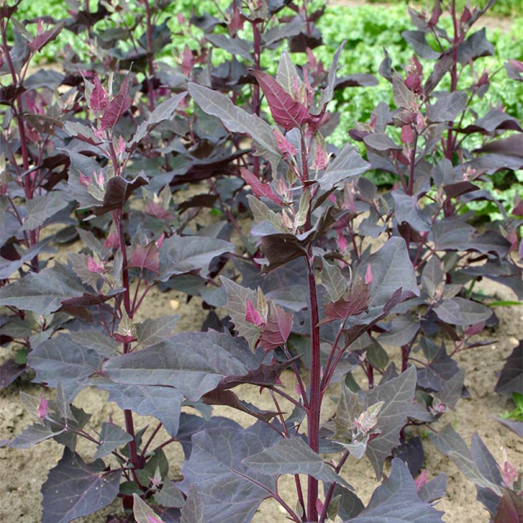 <i>Atriplex hortensis</i> 'Rubra' BIO