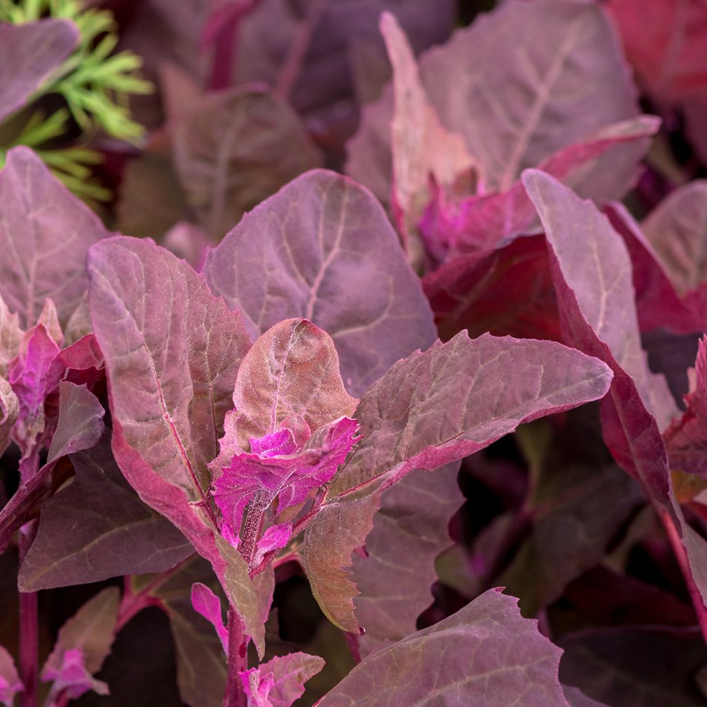 Erva armola vermelha