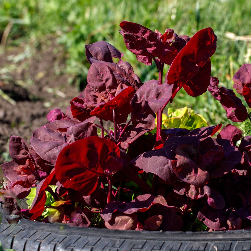Erva armola vermelha