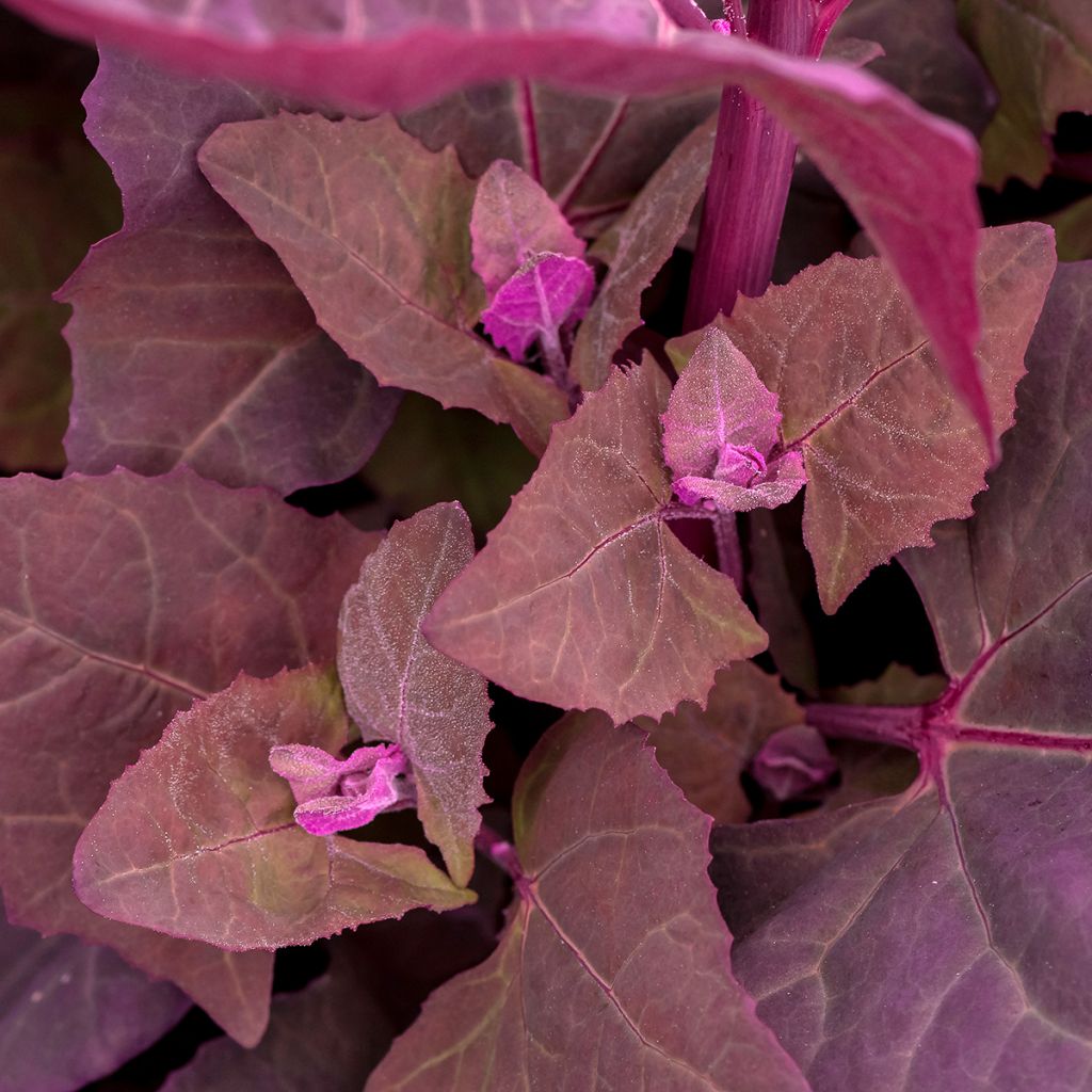 Erva armola vermelha