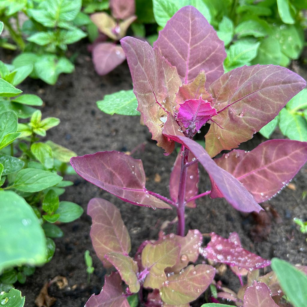 Erva armola vermelha