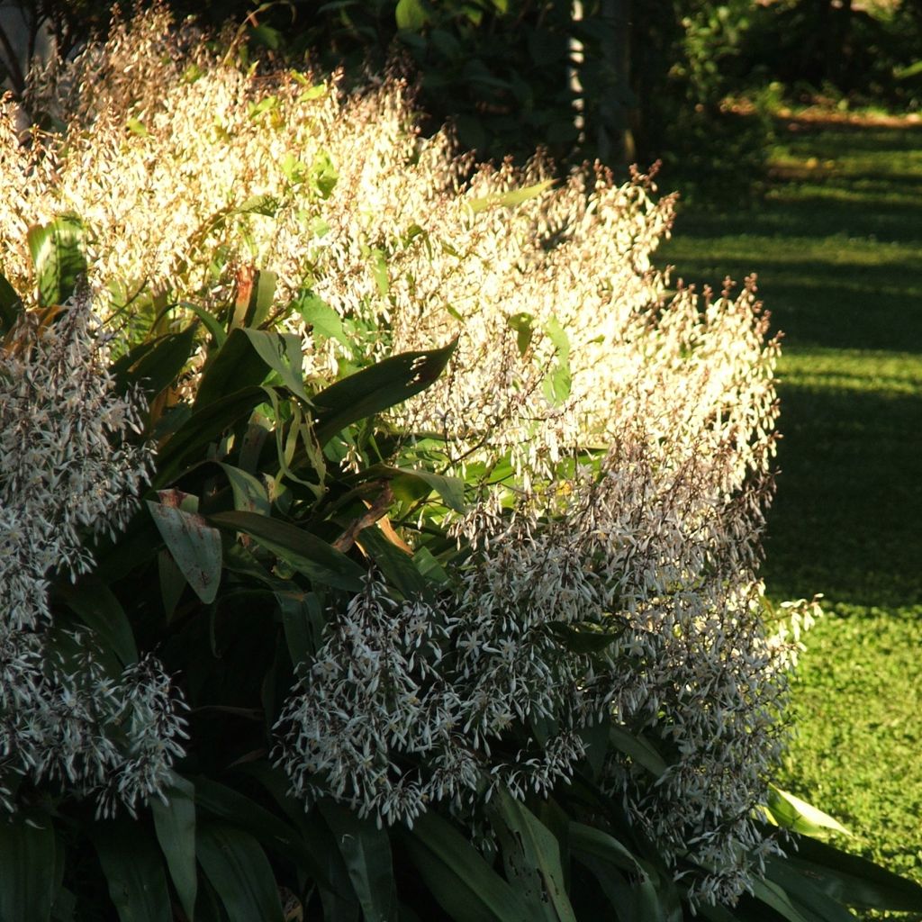 Arthropodium cirrhatum