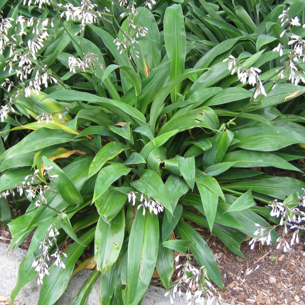 Arthropodium cirrhatum