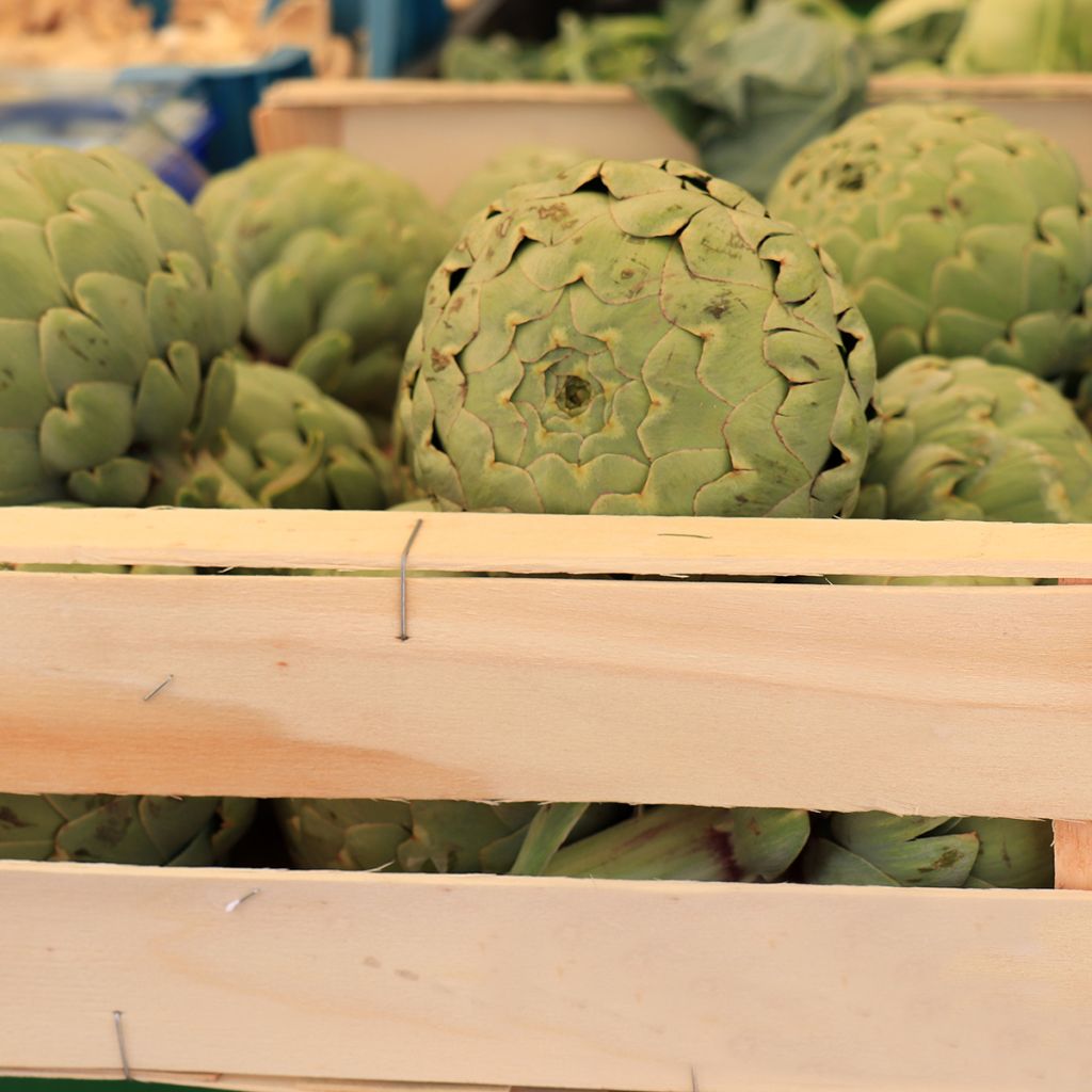 Alcachofra Verde da Provença