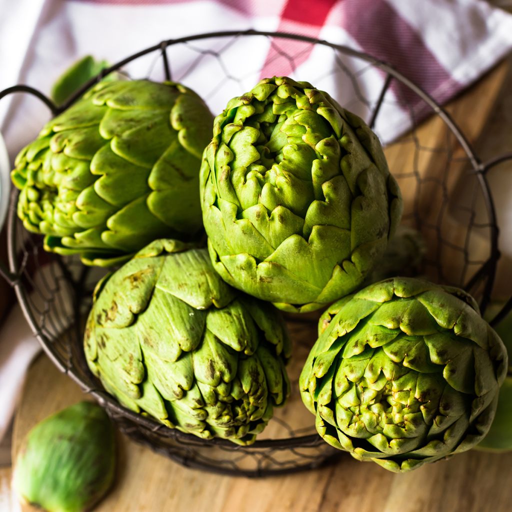 Alcachofra Verde da Provença
