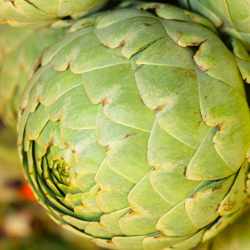 Alcachofra Verde da Provença