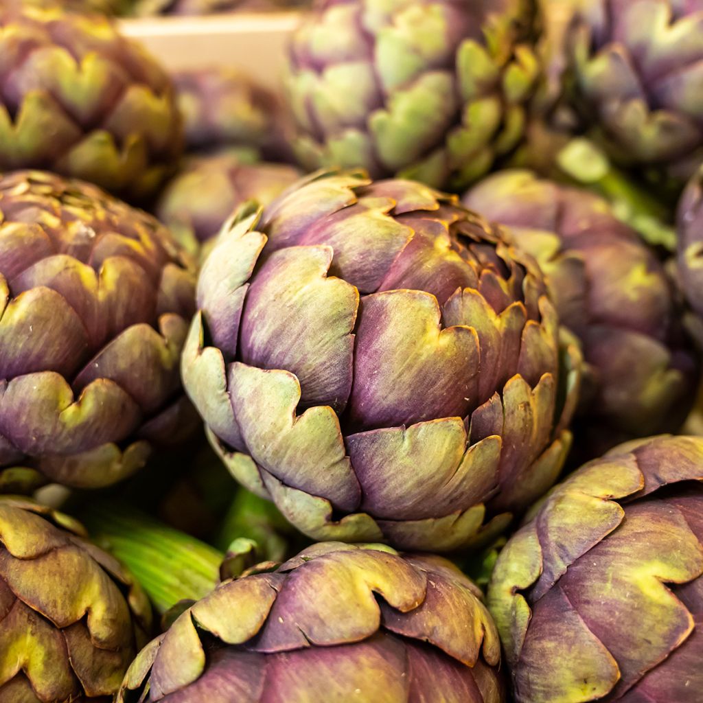 Alcachofra Violeta da Provença - Ferme de Sainte Marthe Bio