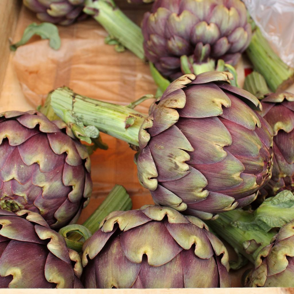 Alcachofra Violeta da Provença - Ferme de Sainte Marthe Bio
