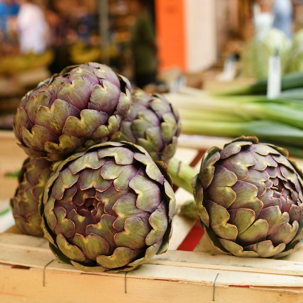 Alcachofra Violeta da Provença - Ferme de Sainte Marthe Bio