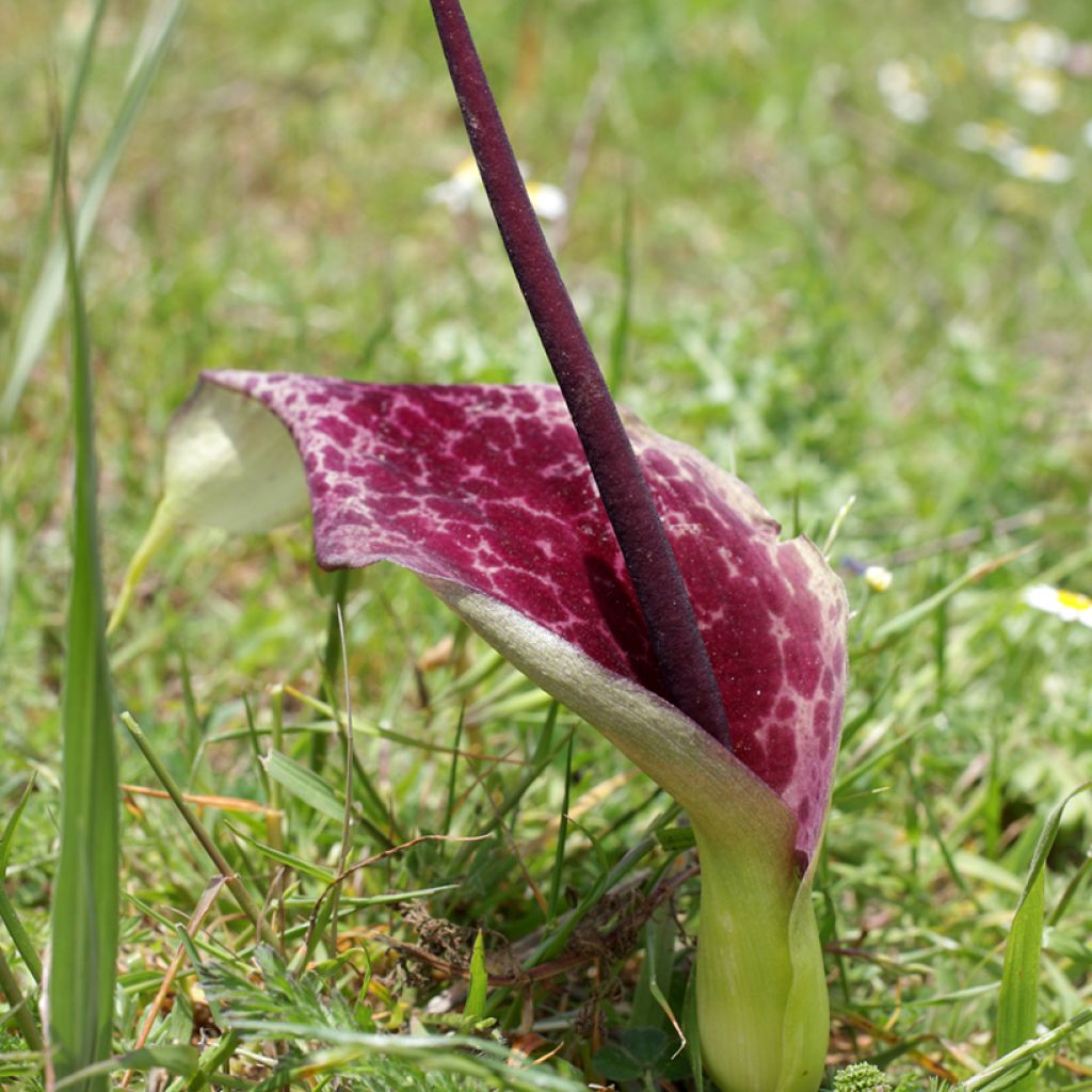 Arum dioscoridis