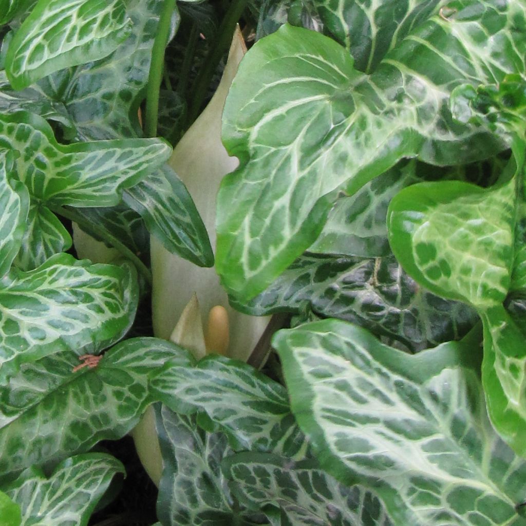 Arum italicum ssp. Italicum Marmoratum