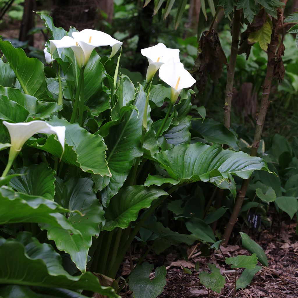 Zantedeschia aethiopica