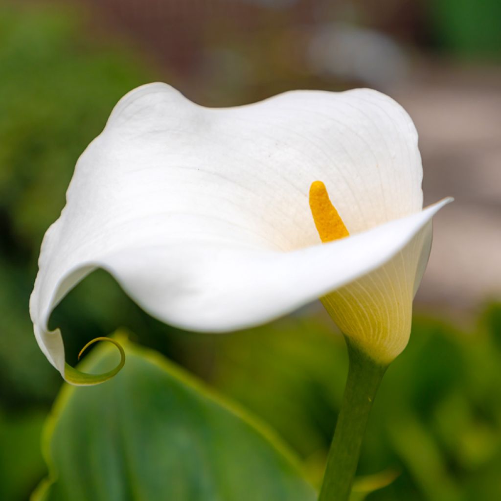 Zantedeschia Captain Marbella