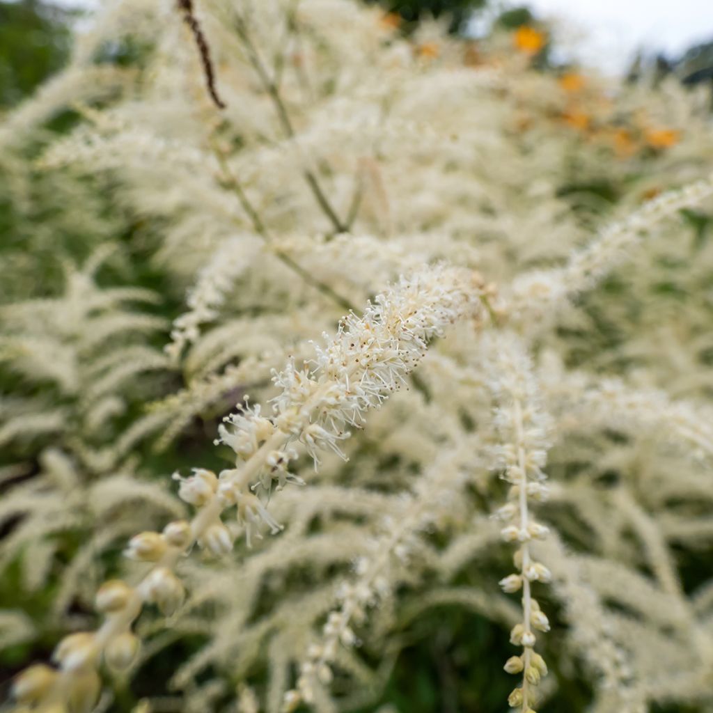 Aruncus dioicus Kneiffii
