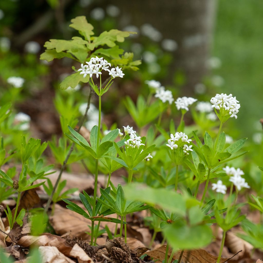 Galium odoratum