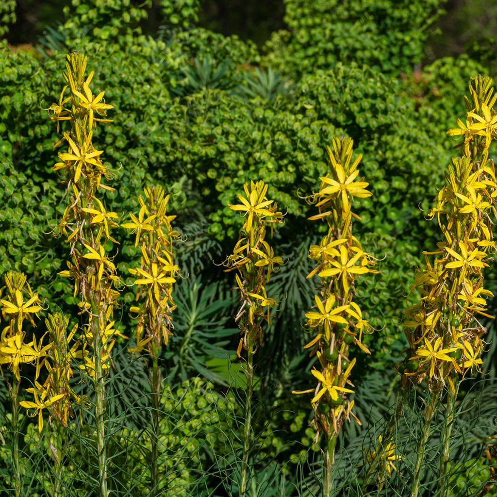 Asphodeline liburnica