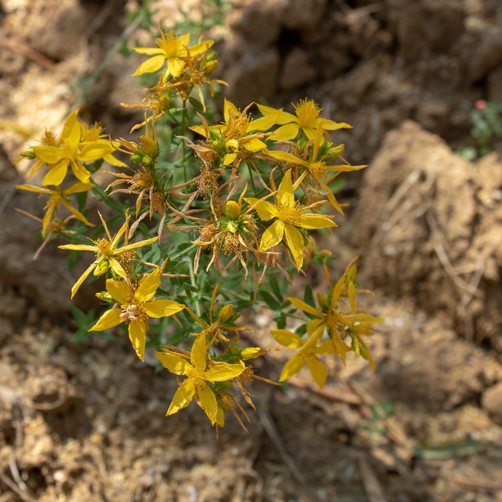 Asphodeline liburnica