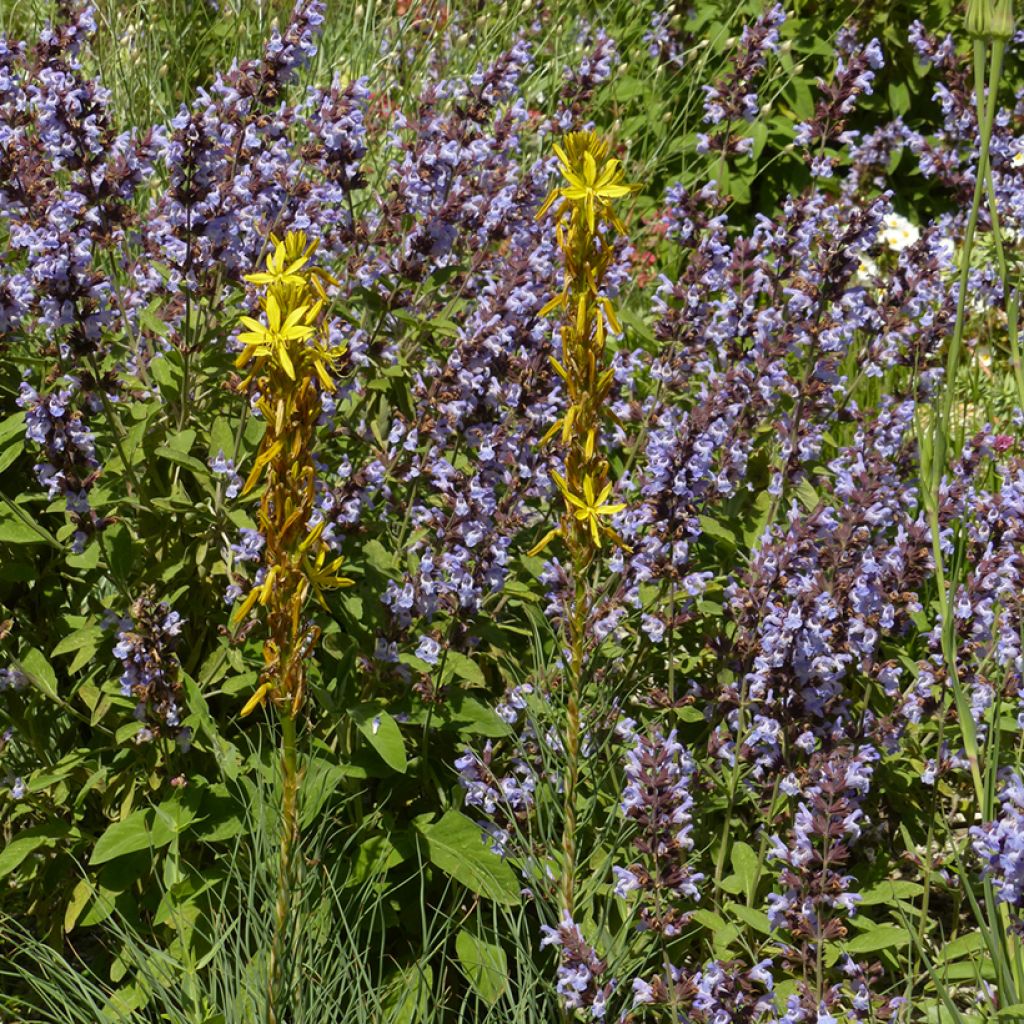 Asphodeline liburnica