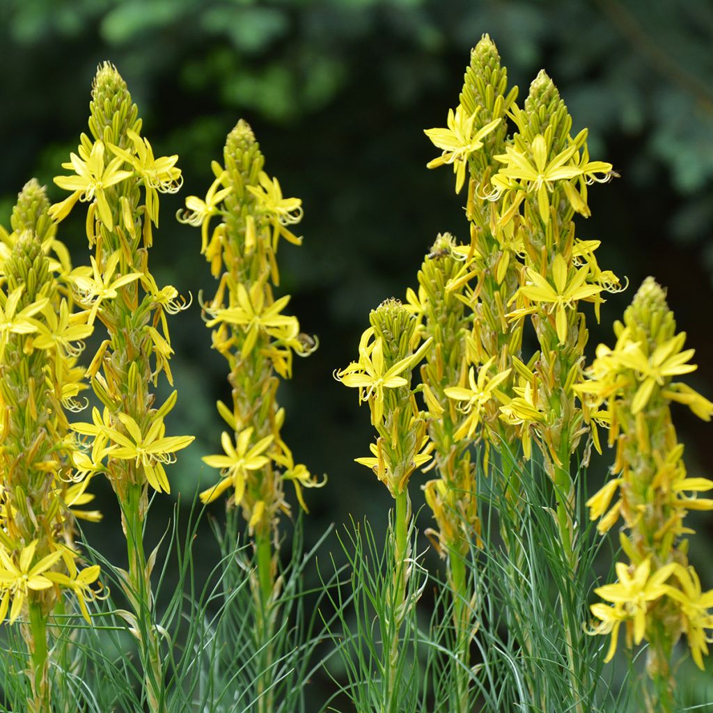 Asphodeline lutea