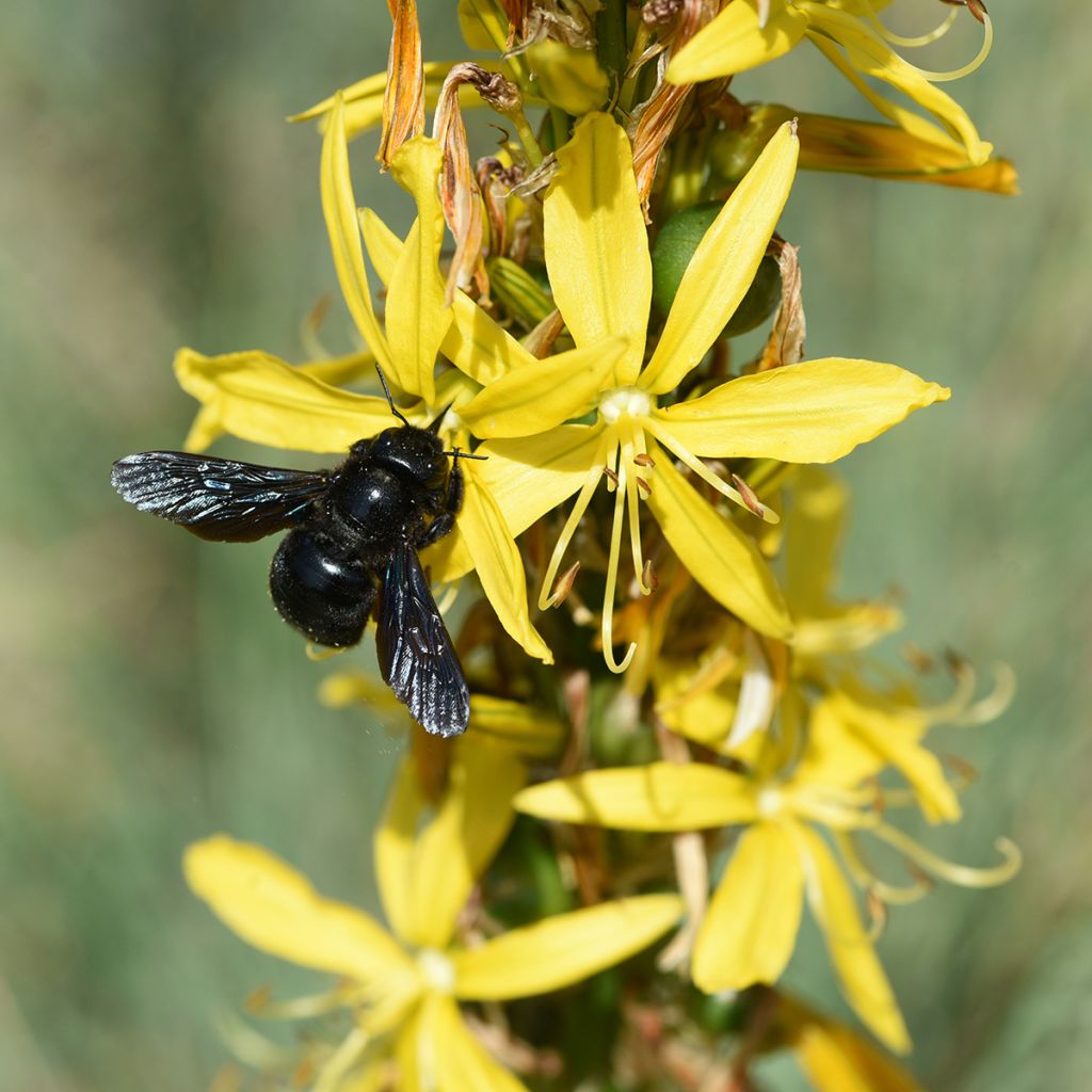 Asphodeline lutea