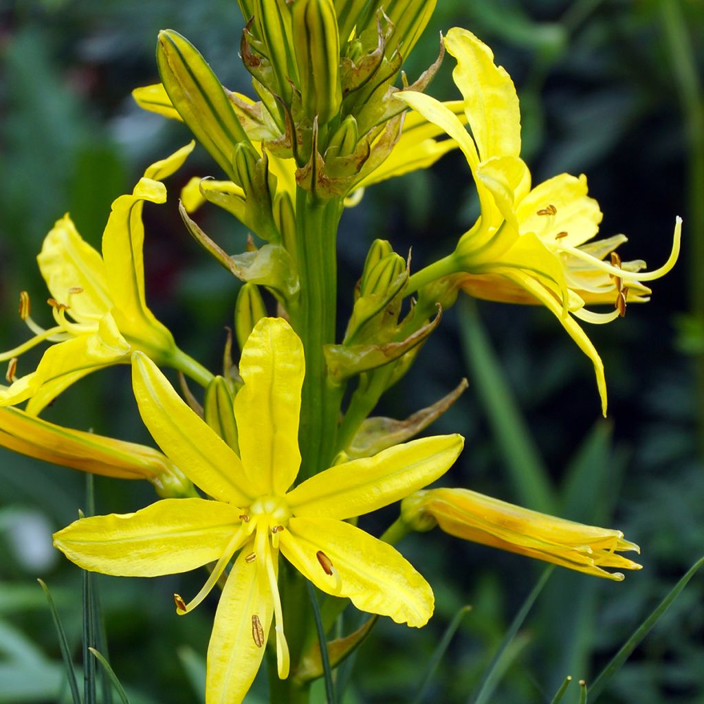 Asphodeline lutea