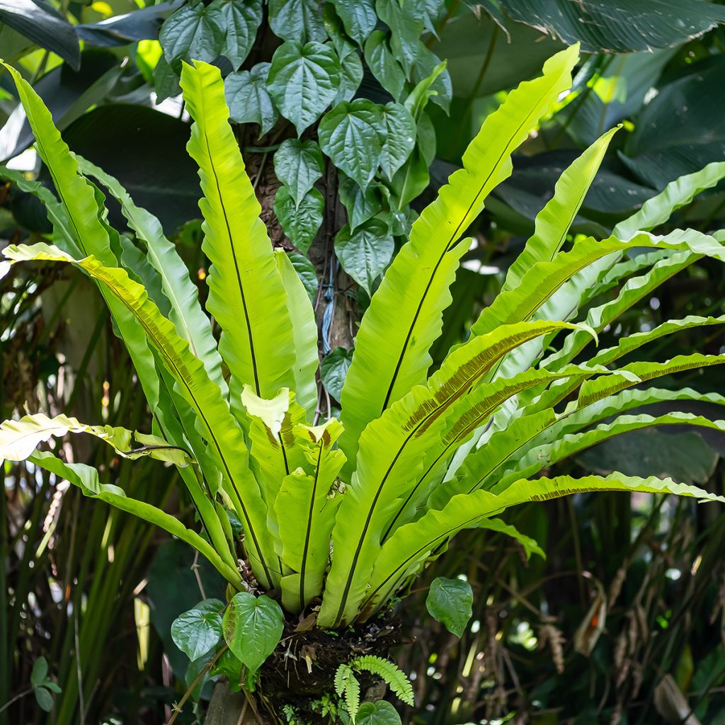 Asplenium nidus - Feto-Ninho-de-Pássaro