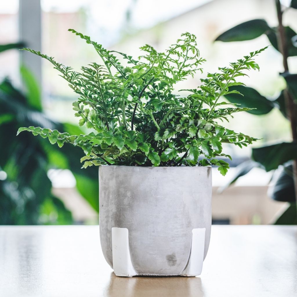 Asplenium Parvati - Feto