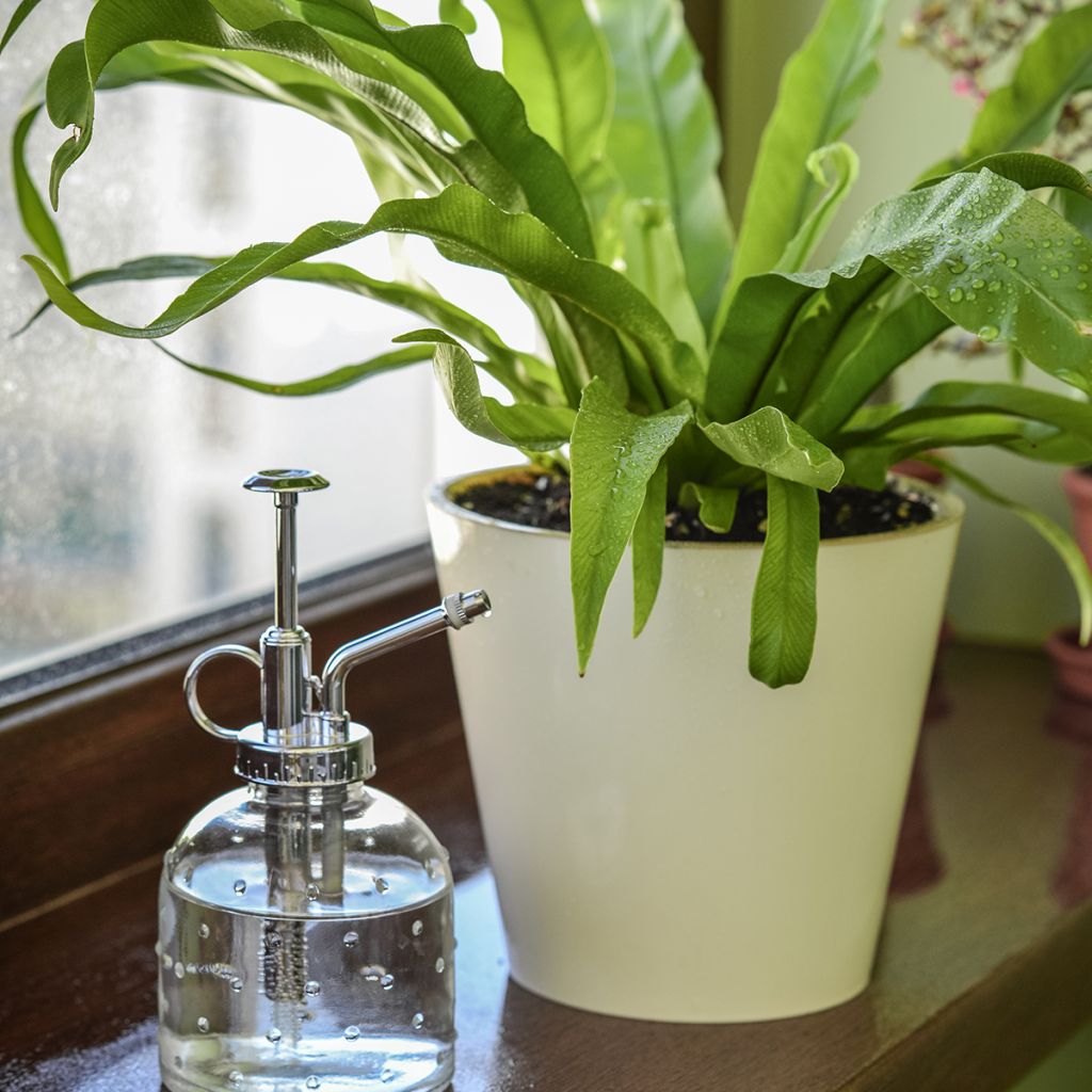 Asplenium nidus - Feto-ninho-de-pássaro