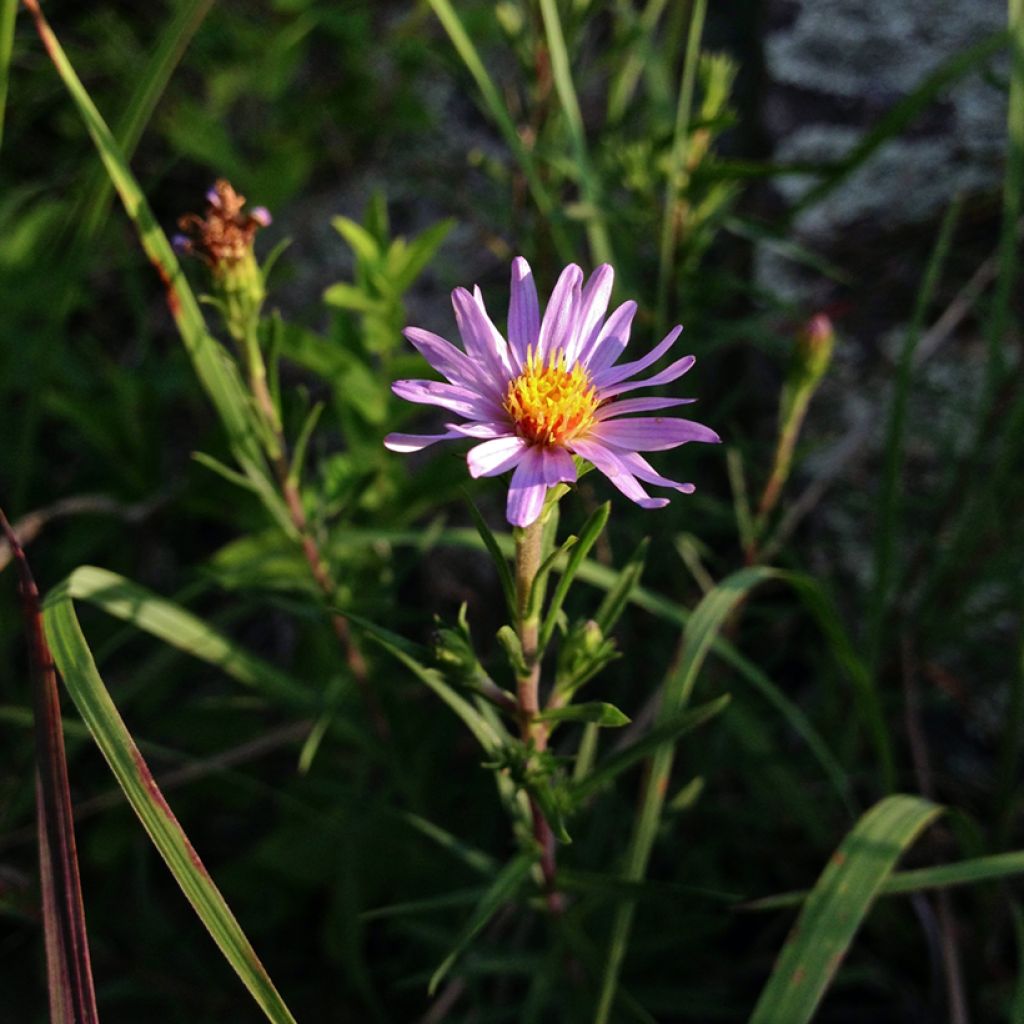 Aster linariifolius - Áster
