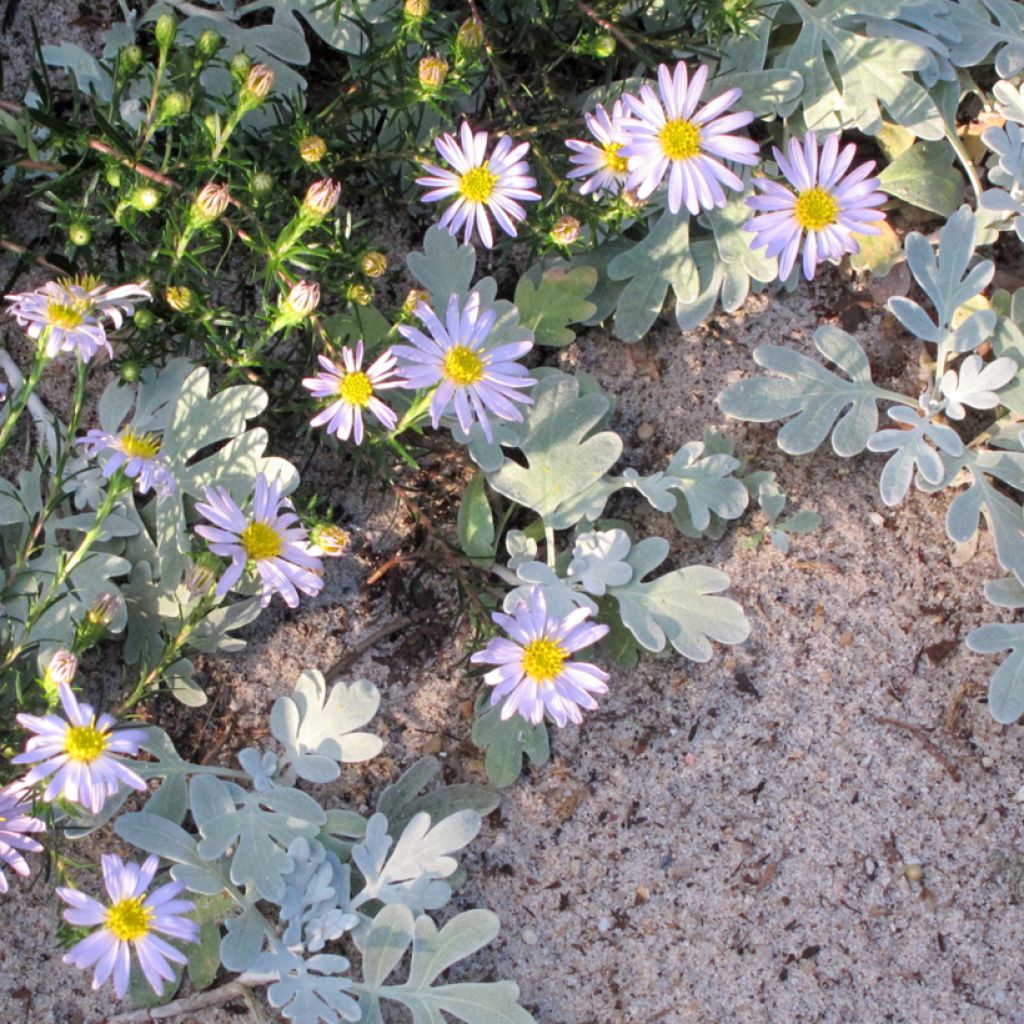 Aster linariifolius - Áster
