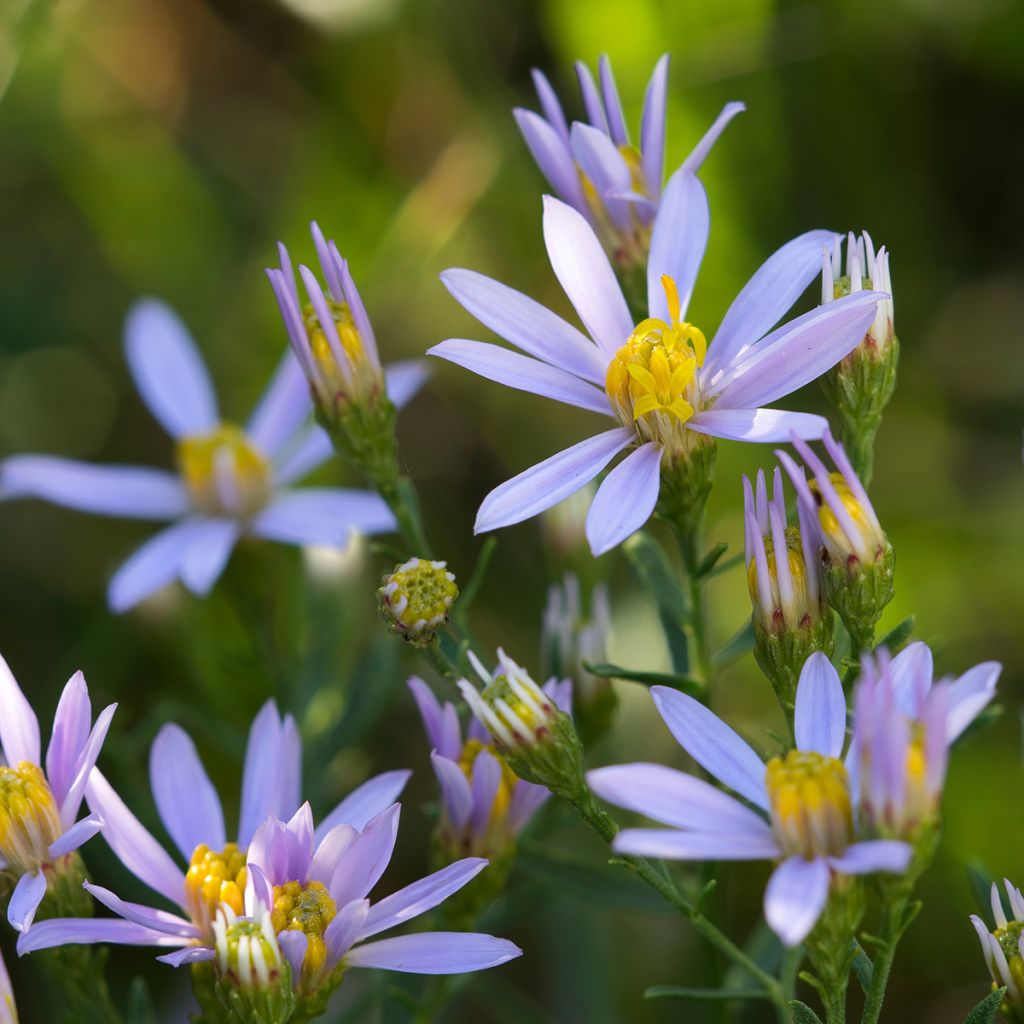Aster sedifolius - Áster de folhas de Sedum