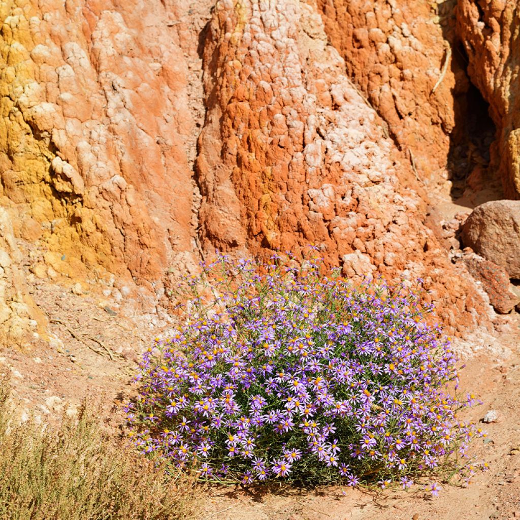 Aster sedifolius - Áster de folhas de Sedum