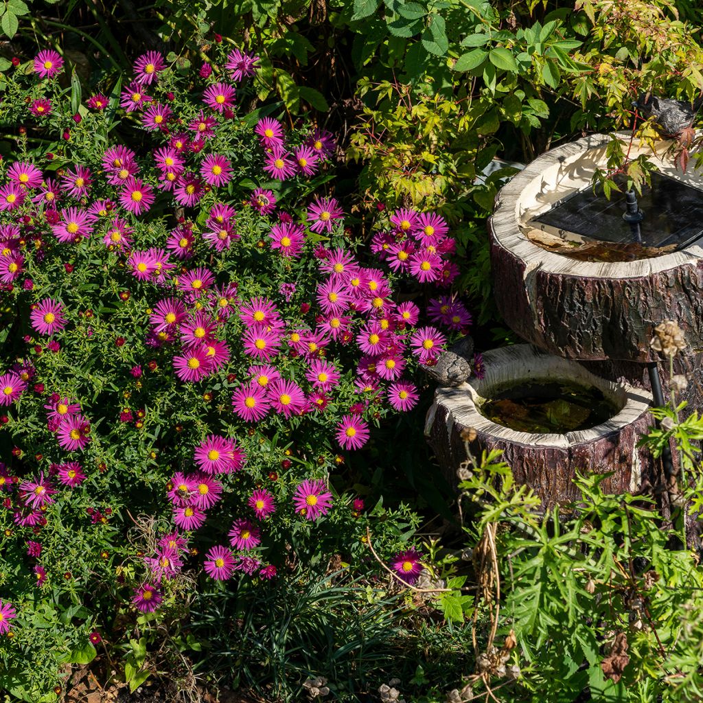 Áster dumosus Bahamas - Áster-anão