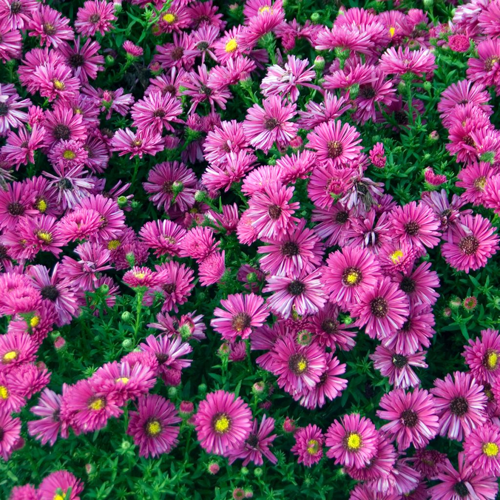 Aster dumosus Jenny - Áster-anão
