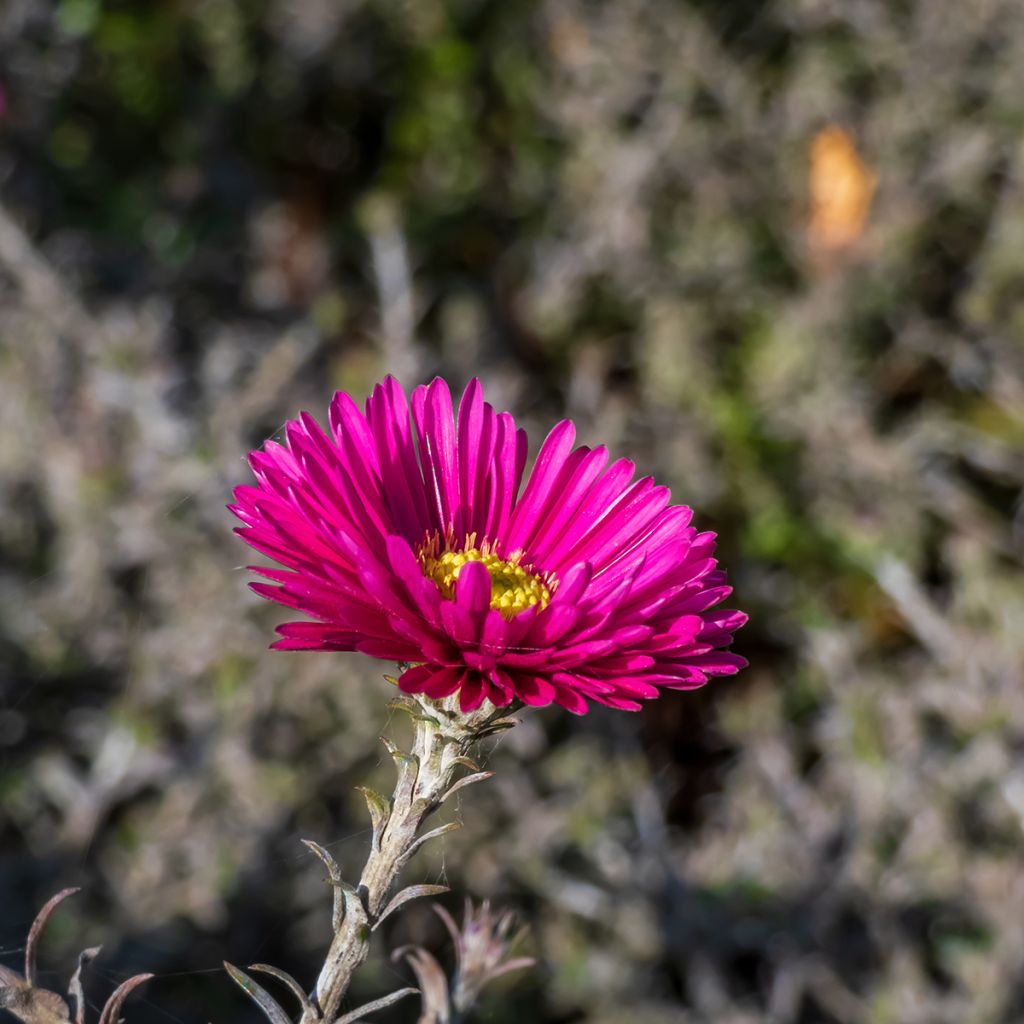 Aster dumosus Jenny - Áster-anão