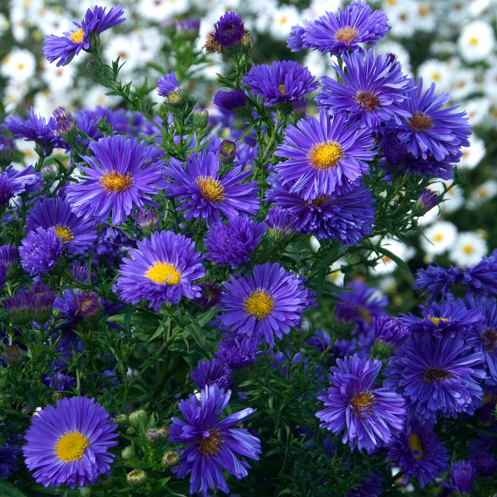 Aster novi-belgii Eventide - Áster grande de outono