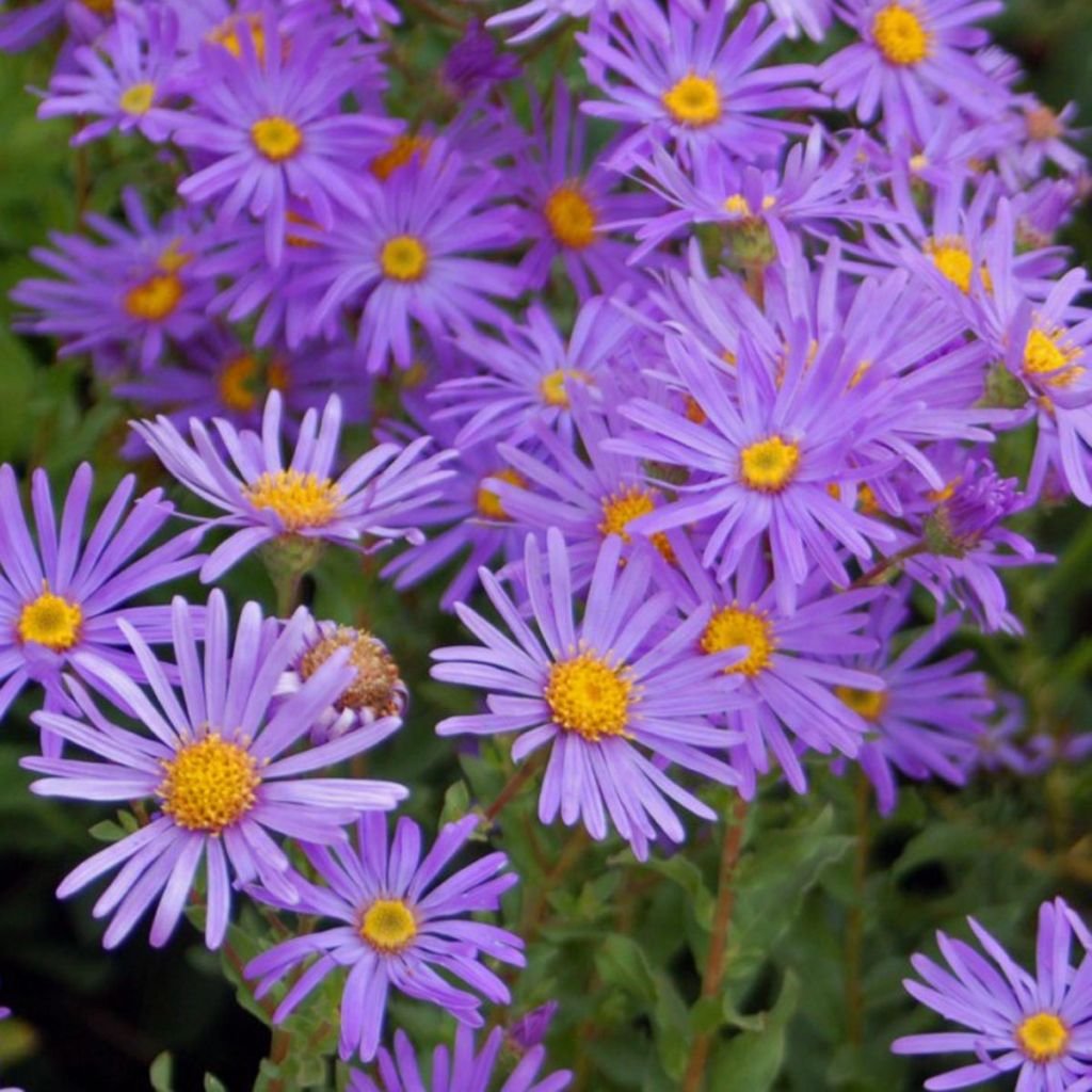 Aster novi-belgii Eventide - Áster grande de outono