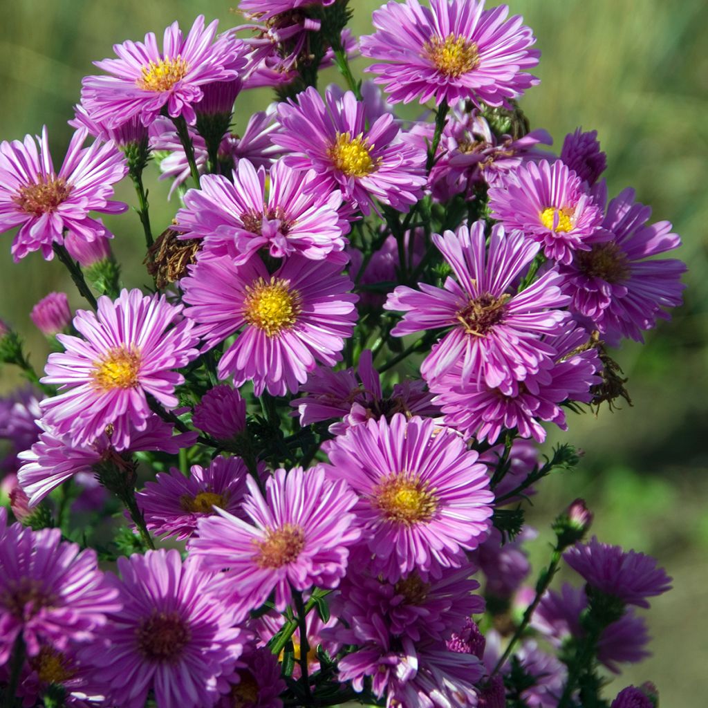 Aster novi-belgii Patricia Ballard - Áster de Outono Grande