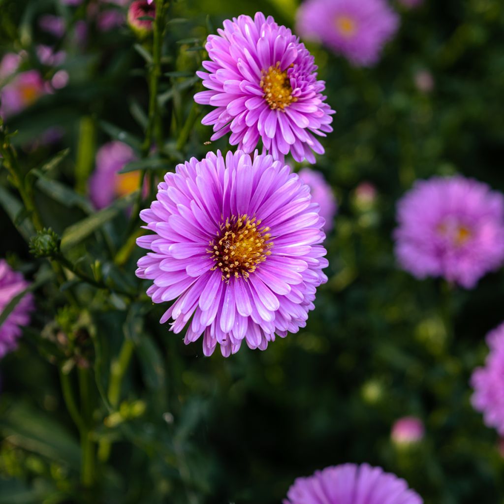 Aster novi-belgii Patricia Ballard - Áster de Outono Grande