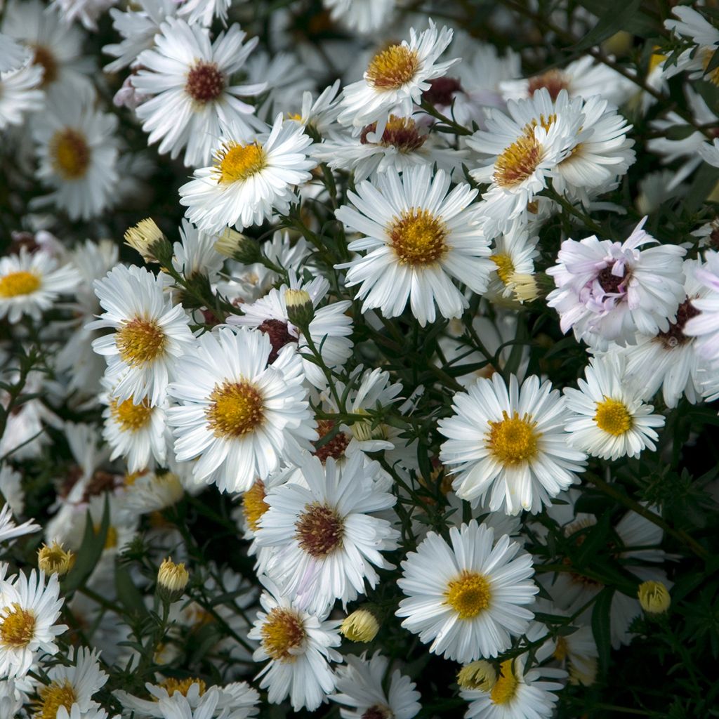 Aster novi-belgii White Lady - Áster de Outono Grande