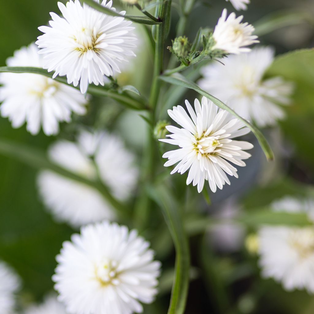 Aster novi-belgii White Lady - Áster de Outono Grande