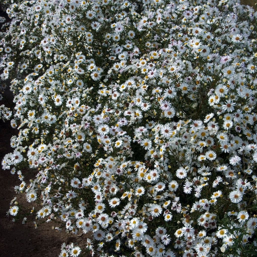 Aster novi-belgii White Lady - Áster de Outono Grande