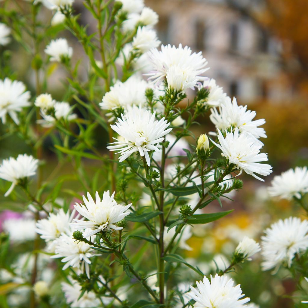 Aster novi-belgii White Lady - Áster de Outono Grande