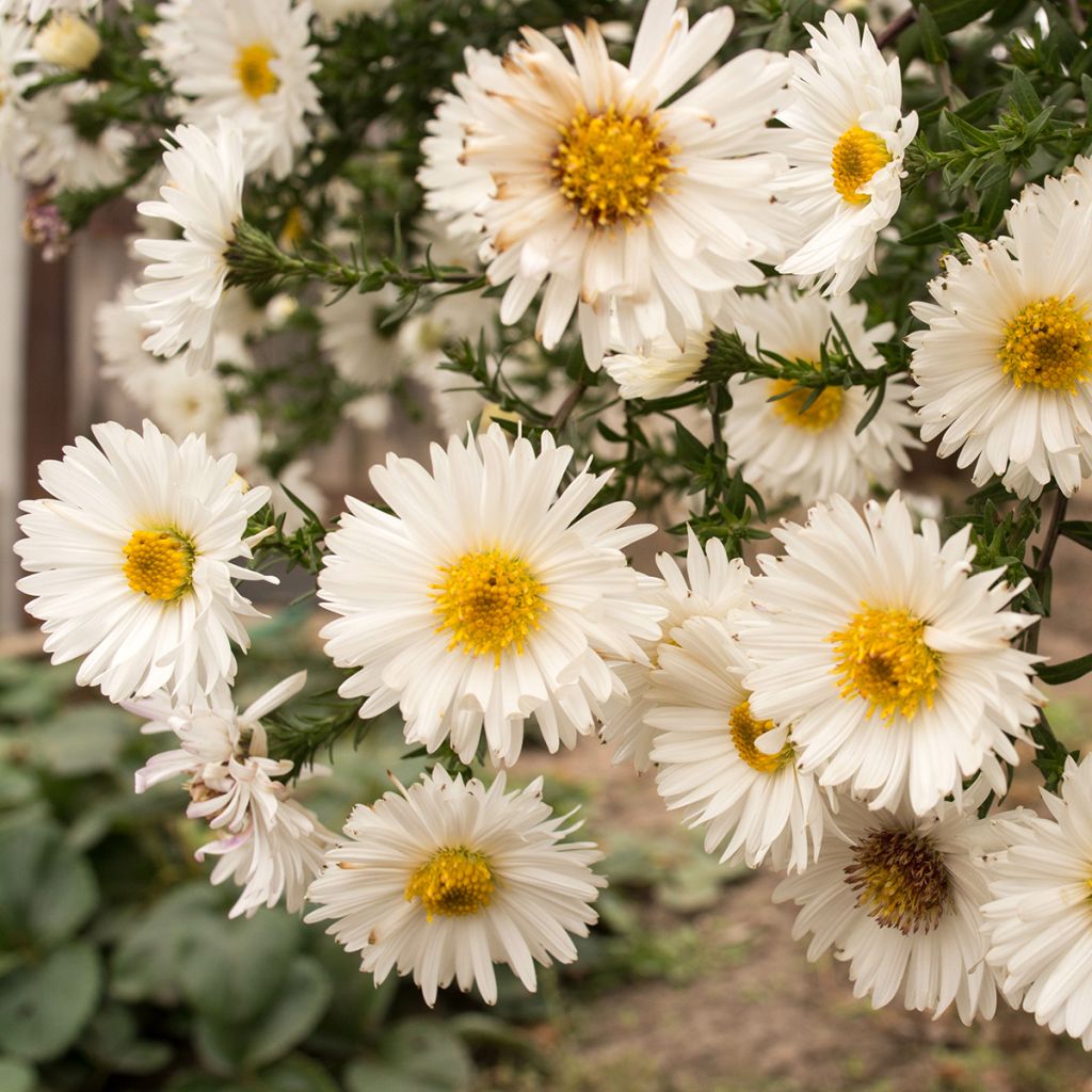 Aster novi-belgii White Lady - Áster de Outono Grande