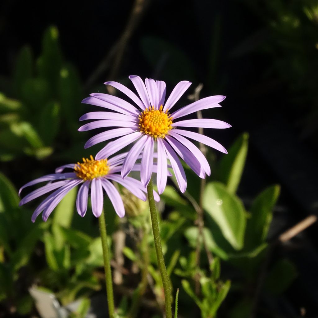 Aster tongolensis Berggarten - Áster da Primavera