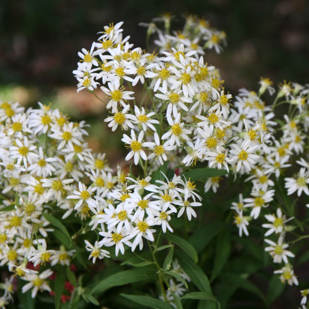 Aster umbellatus Weisser Schirm - Aster em umbelas
