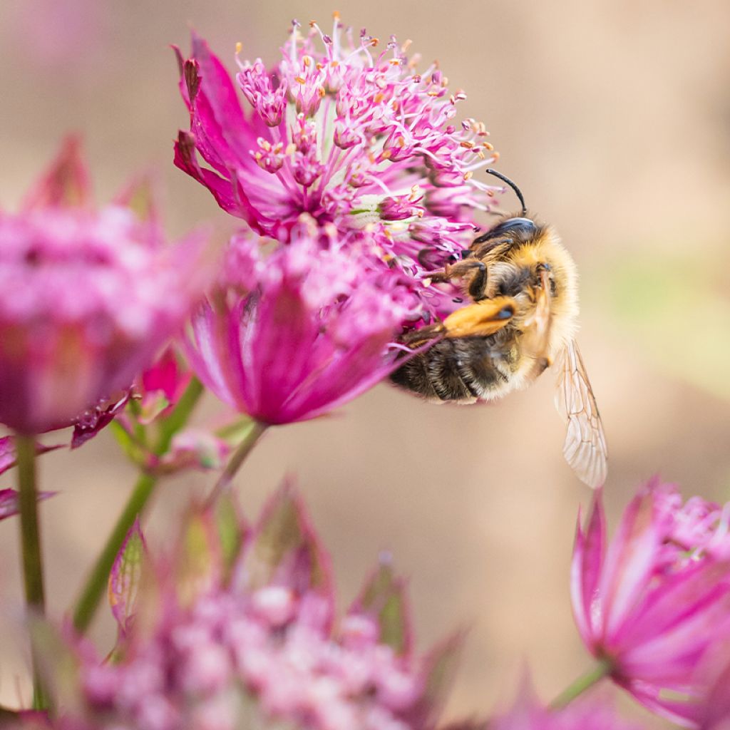 Astrantia major Claret