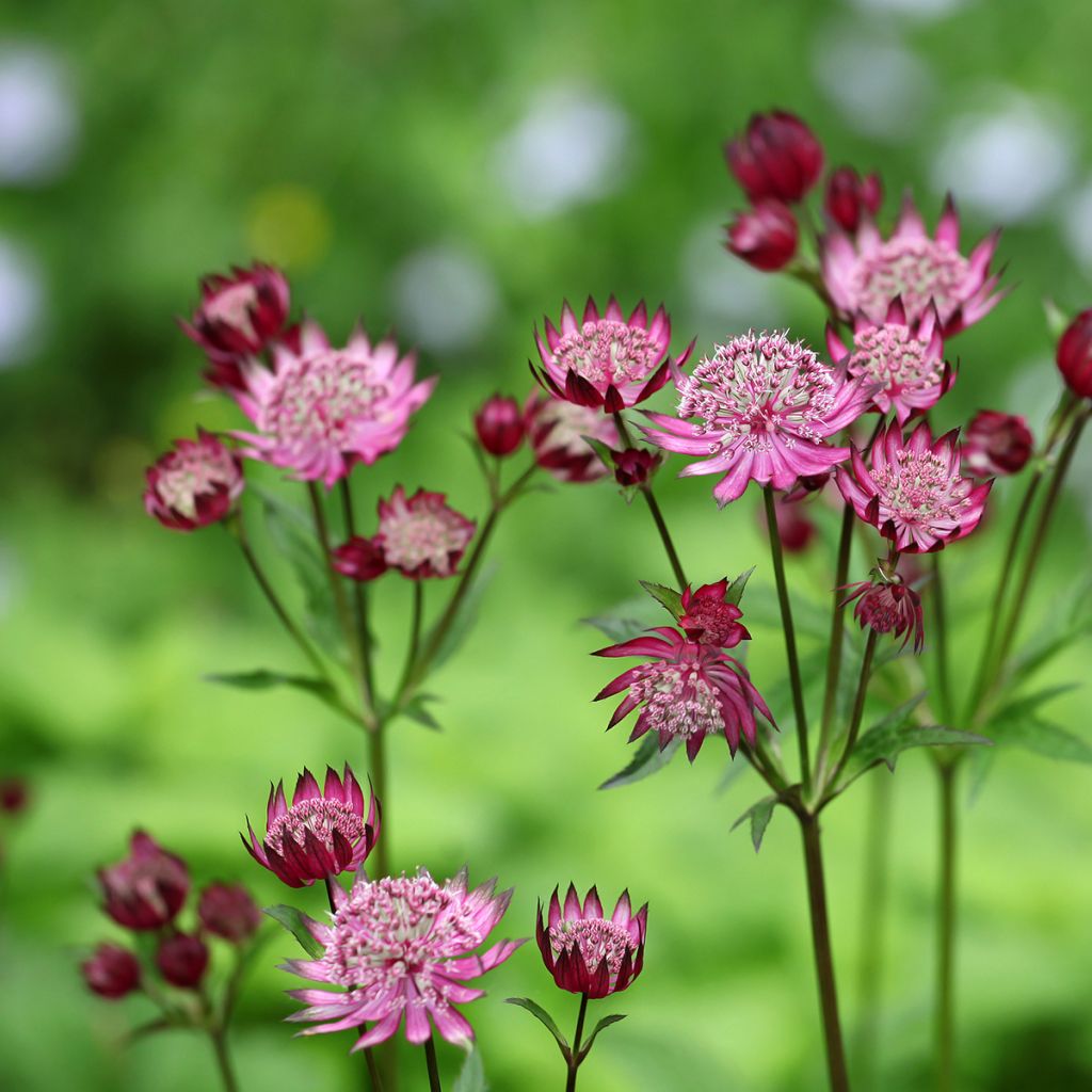 Astrantia major Claret