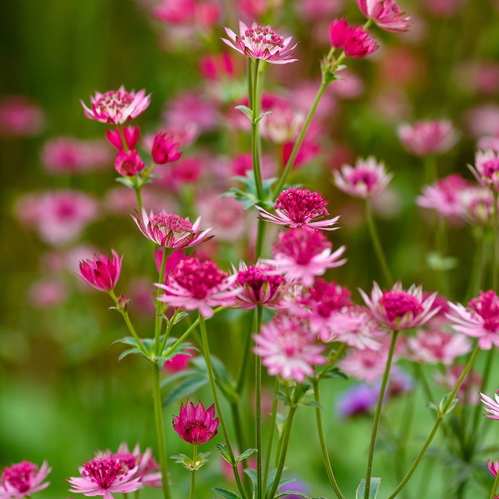 Astrância-maior Lars - Astrantia major