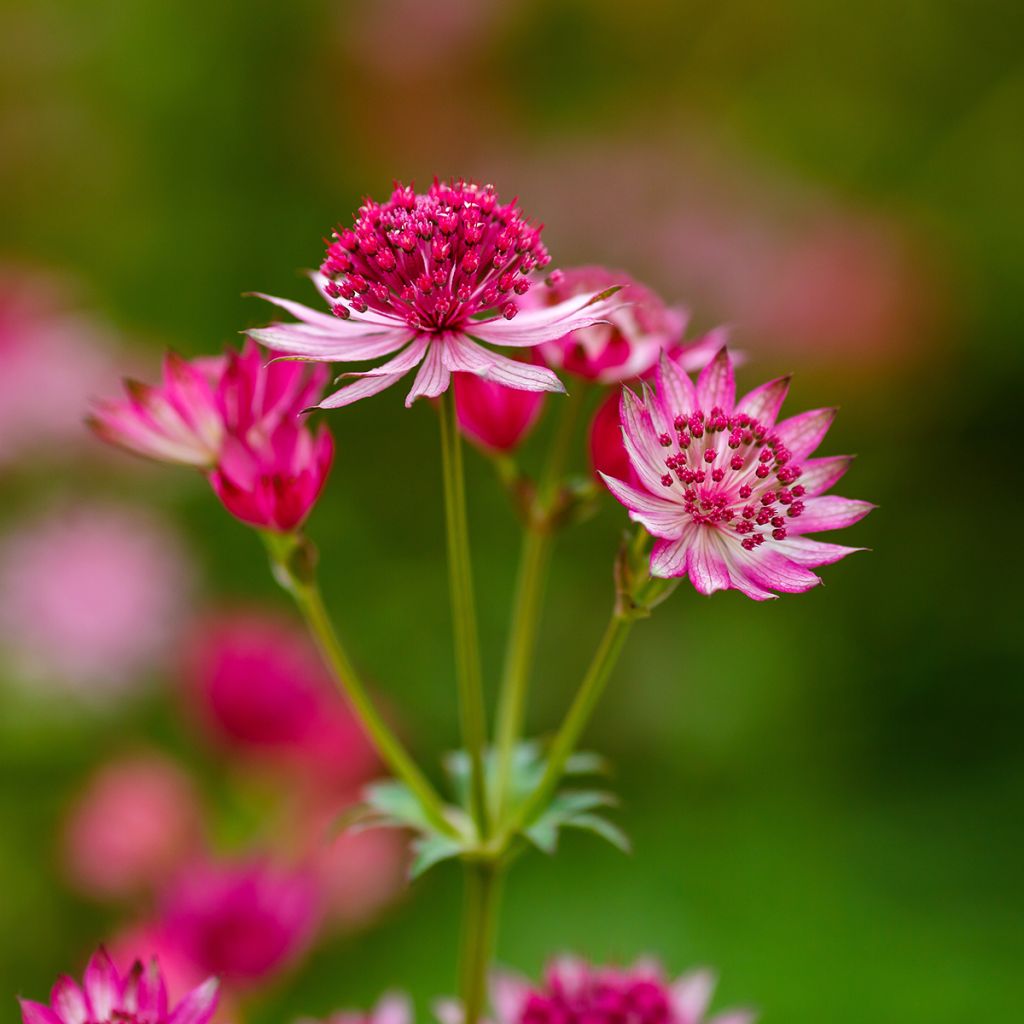 Astrância-maior Lars - Astrantia major